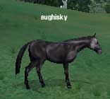 Picture of Aughisky