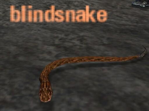 Picture of Blindsnake