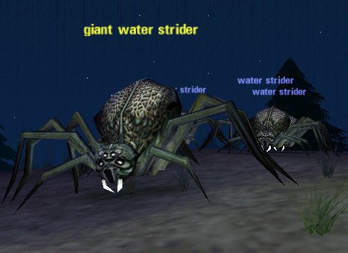 Picture of Giant Water Strider