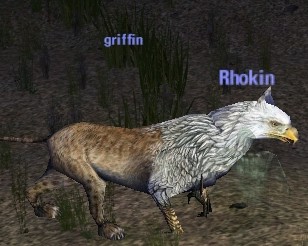 Picture of Griffin