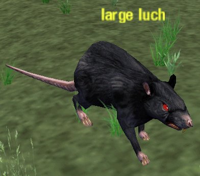 Picture of Large Luch