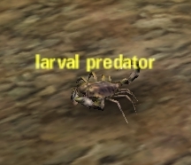 Picture of Larval Predator