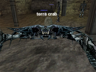 Picture of Terra Crab