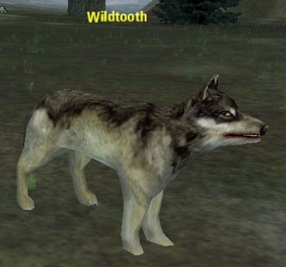 Picture of Wildtooth