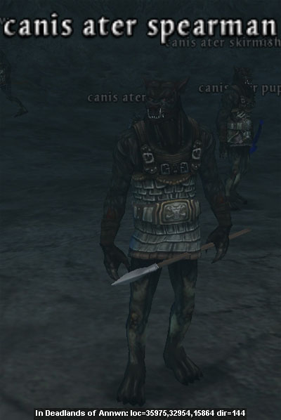 Picture of Canis Ater Spearman