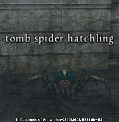 Picture of Tomb Spider Hatchling (Alb)