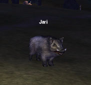Picture of Jari