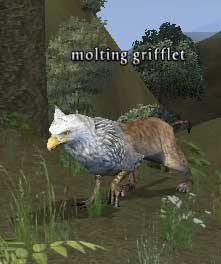 Picture of Molting Grifflet