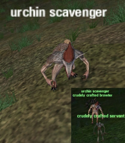 Picture of Urchin Scavenger