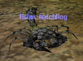 Picture of Fisher Hatchling