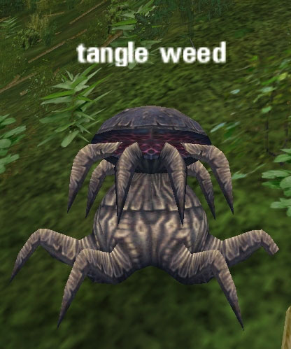 Picture of Tangle Weed