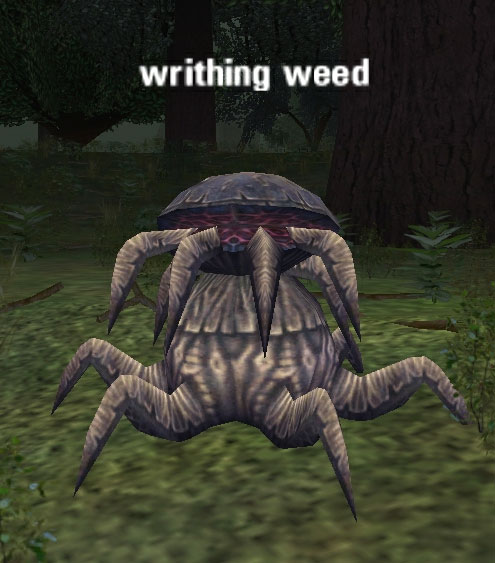 Picture of Writhing Weed