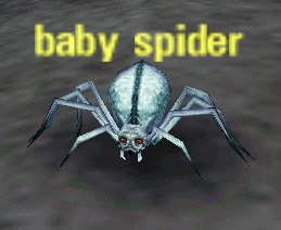 Picture of Baby Spider