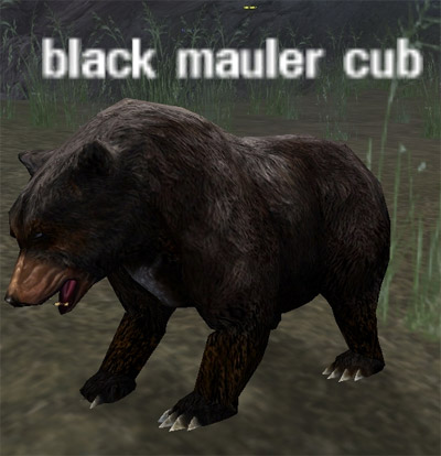 Picture of Black Mauler Cub