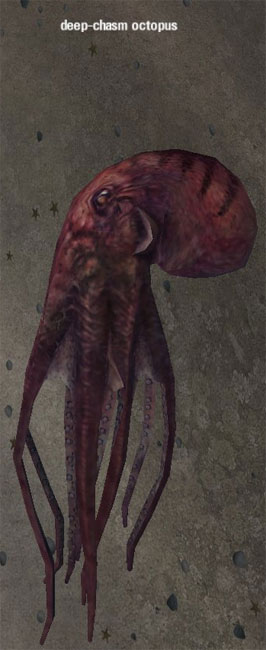 Picture of Deep-Chasm Octopus