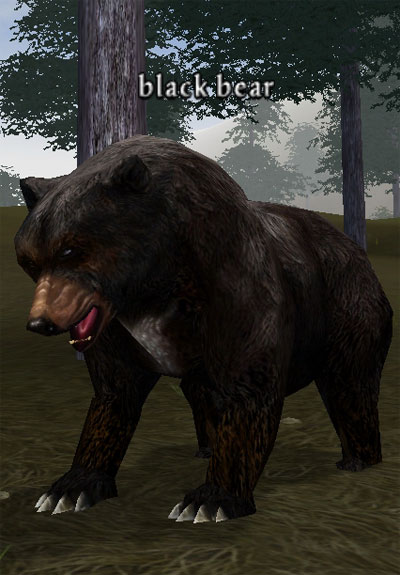 Picture of Black Bear