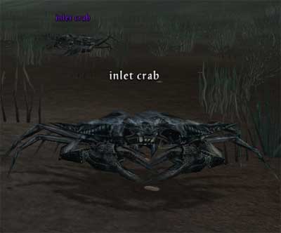 Picture of Inlet Crab