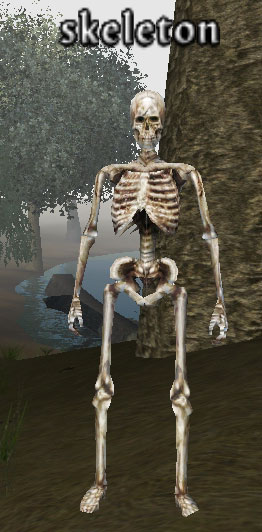 Picture of Skeleton