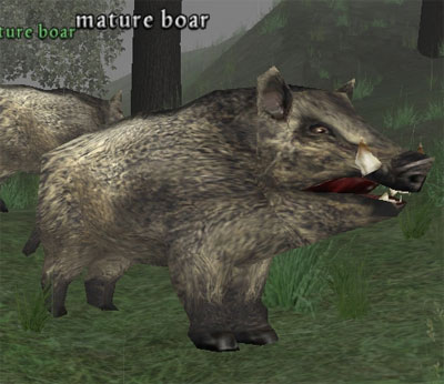 Picture of Mature Boar