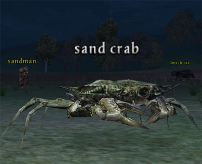 Picture of Sand Crab