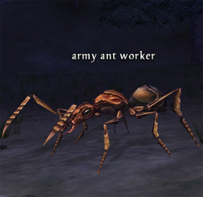 Picture of Army Ant Worker