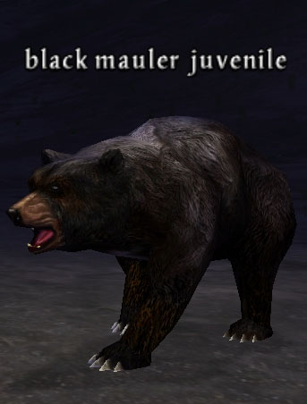 Picture of Black Mauler Juvenile