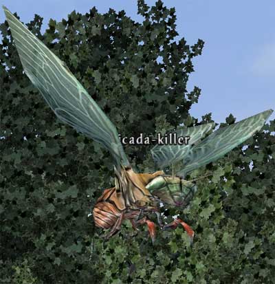 Picture of Cicada-Killer