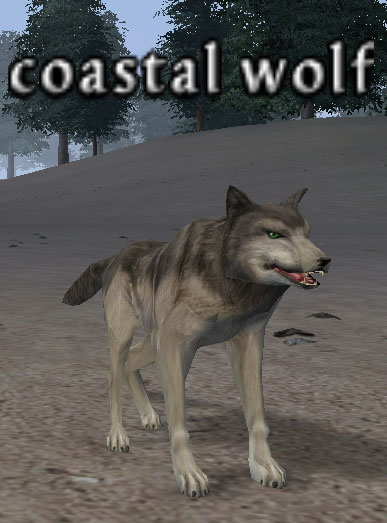 Picture of Coastal Wolf