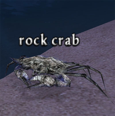 Picture of Rock Crab