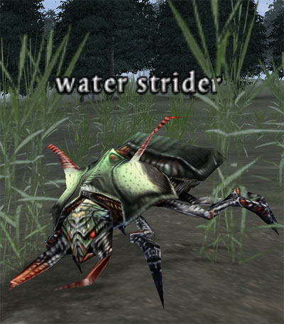 Picture of Water Strider