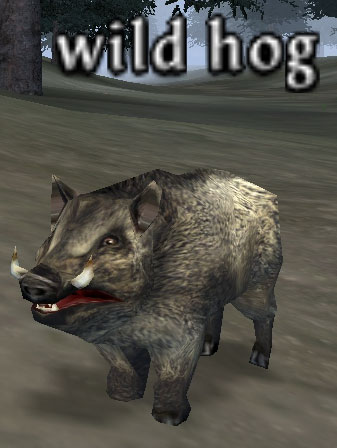 Picture of Wild Hog