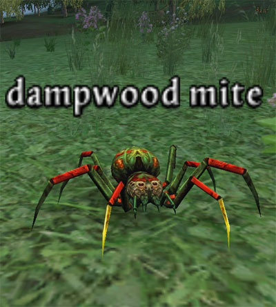 Picture of Dampwood Mite