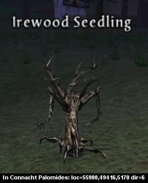 Picture of Irewood Seedling