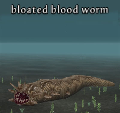 Picture of Bloated Blood Worm