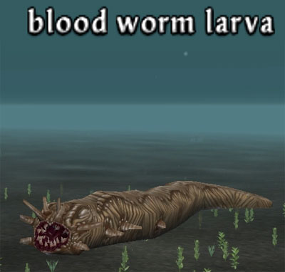 Picture of Blood Worm Larva