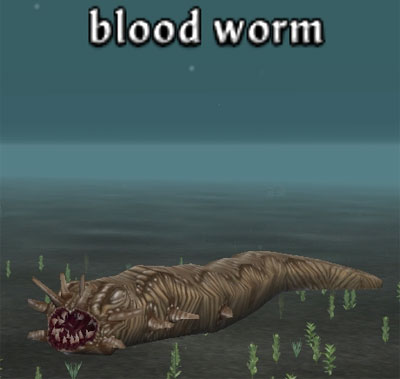 Picture of Blood Worm