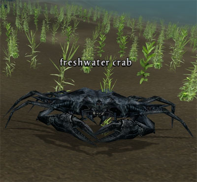 Picture of Freshwater Crab (Alb)