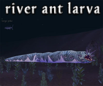 Picture of River Ant Larva (Alb)