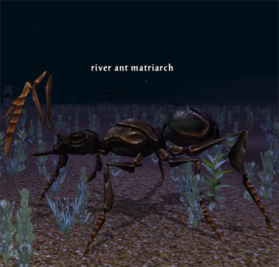 Picture of River Ant Matriarch (Alb)