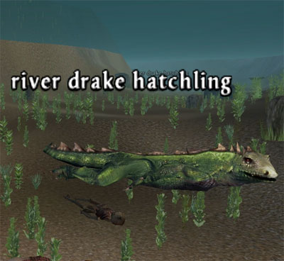 Picture of River Drake Hatchling