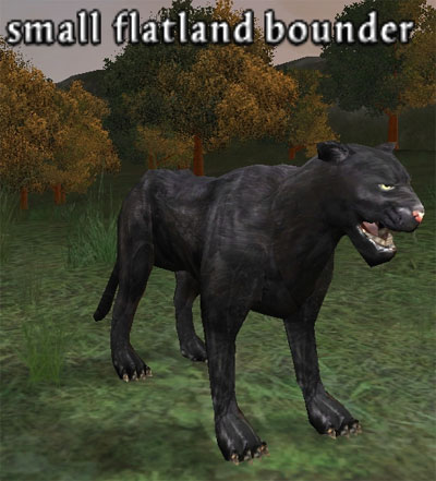 Picture of Small Flatland Bounder