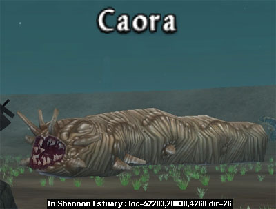Picture of Caora