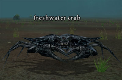 Picture of Freshwater Crab (Hib)