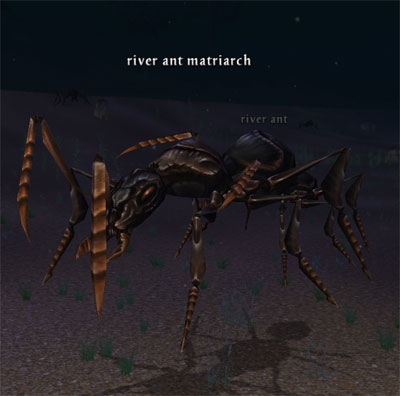 Picture of River Ant Matriarch (Hib)