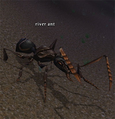 Picture of River Ant (Hib)