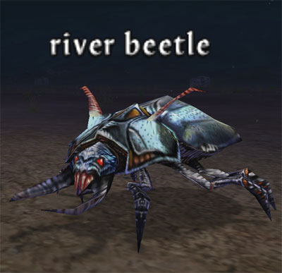 Picture of River Beetle