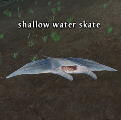 Picture of Shallow Water Skate