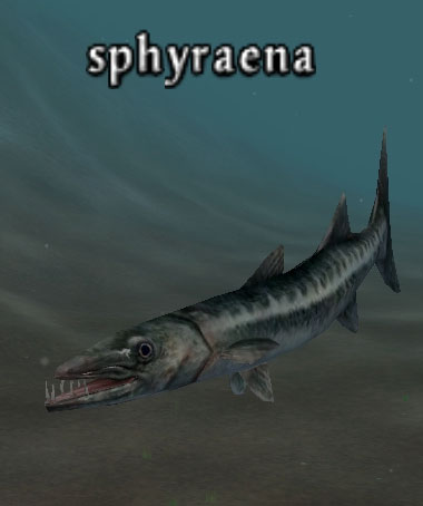 Picture of Sphyraena