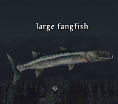 Picture of Large Fangfish