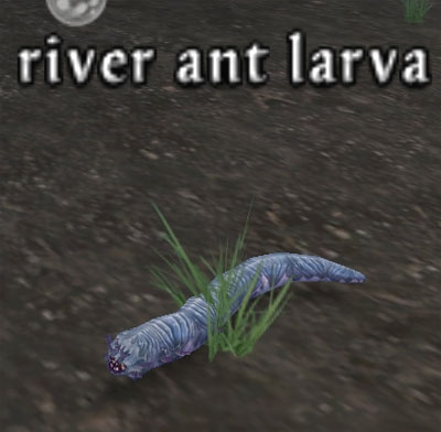 River Ant